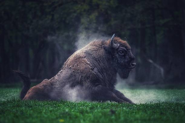 European bison lying on the ground in a forest clearing, surrounded by dust and evening light. Wild animal in natural habitat, symbol of wildlife conservation and strength. Captured in Poland, showcasing the power and majesty of the European bison.
