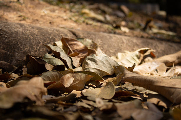 Outdoors shot, natural light, subtle shades, beige and brown colors. Ideal for fall season, environment, Earth Day.