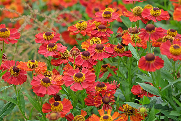 istock Bright red Helenium 'Rubinzwerg', sneezeweed, in flower. 2235407366