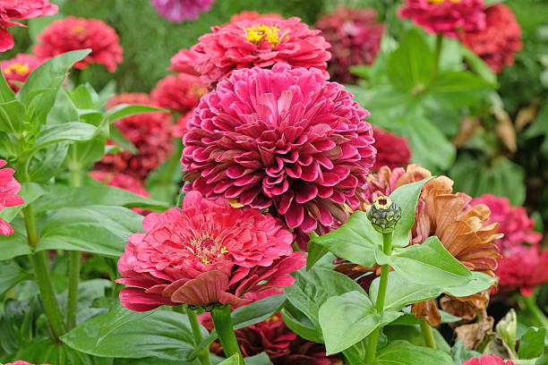 istock Bright red Zinnia elegans, or common zinnia 'Florist Deep Red' in flower. 2235409947
