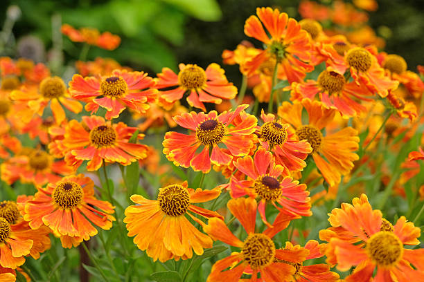 istock Orange and red Helenium 'Waltraut', sneezweed, in flower. 2235410354