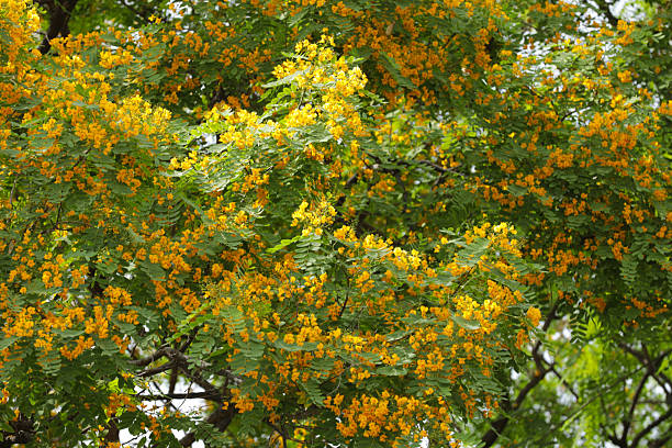 istock Cassia Cassia with Yellow Flowers 2235410689