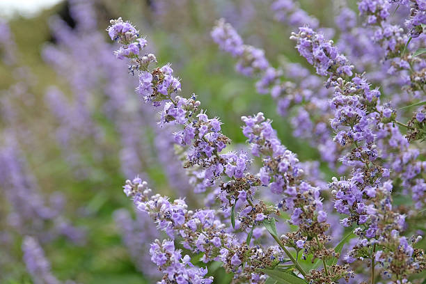 istock Vitex agnus castus, purple chaste tree, in flower. 2235411016