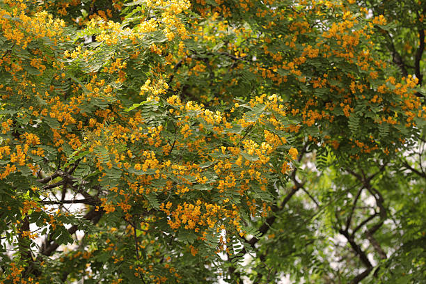 Cassia Cassia with Yellow Flowers
