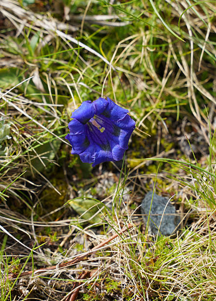 Fringed gentian (Gentianella ciliata) flower bloom