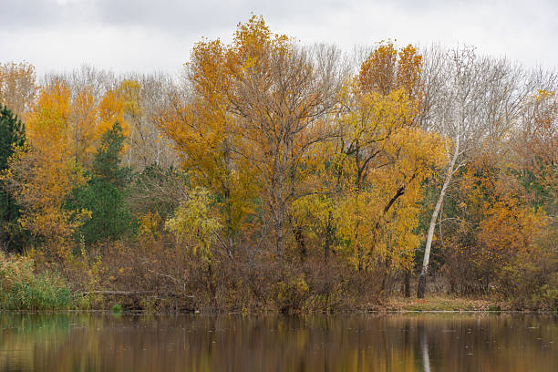 istock Autumn island with pine and deciduous trees on picturesque river. 2235413725