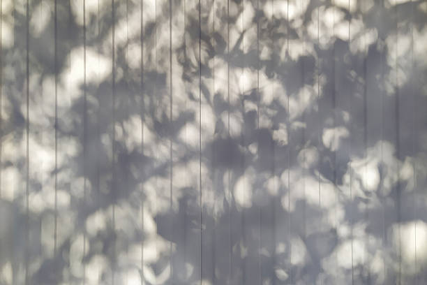 Shadows of tree branches on a white wall on a wooden floor in a park