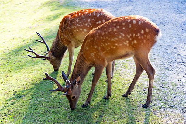 Two male fallow deer with antlers grazing on green meadow in Denmark during summer daylight