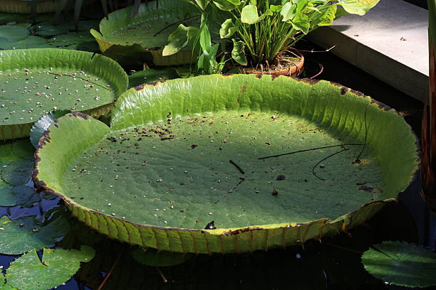istock Giant lotus Victoria amazonica leaves 2235416413