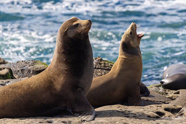 istock Sea lions at San Diego Beach 2235417303