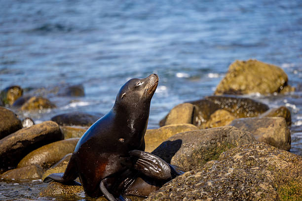 A sea lion at San Diego Beach