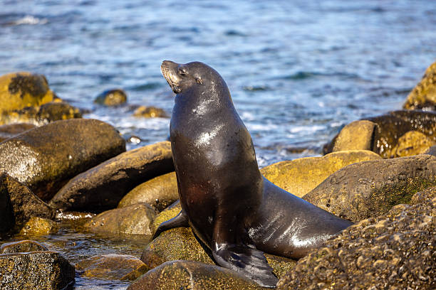 istock Sea lion on rocks 2235417322