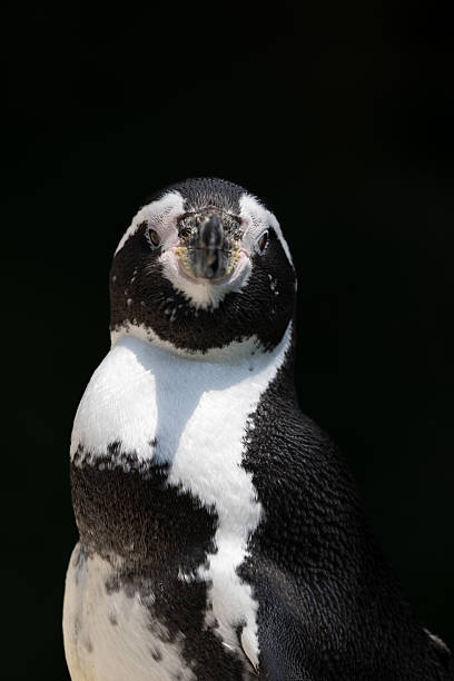 A mature Humboldt Penguin pictured waiting to go on a swim with his colony.