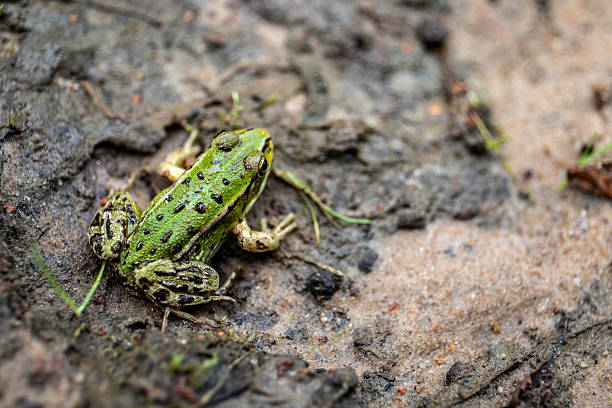 istock Green frog resting on wet forest ground after rain 2235417862