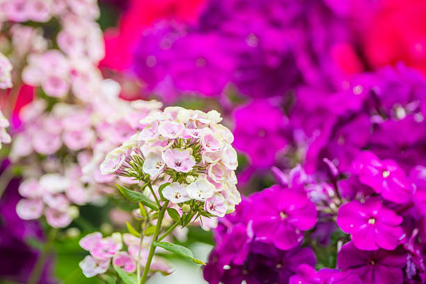 Blooming phlox flowers in the garden. Colorful flowers in warm summer day.
