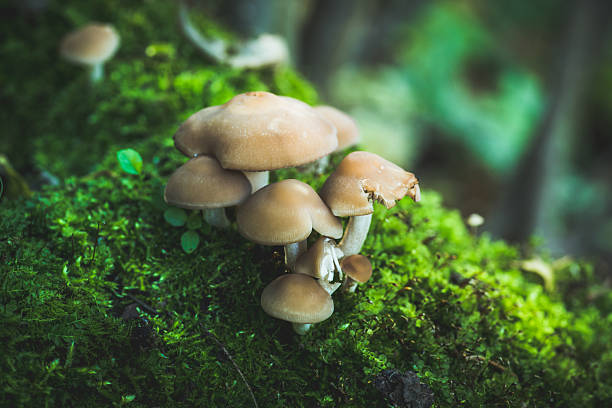 istock Magical forest floor with mushrooms and emerald moss 2235422700