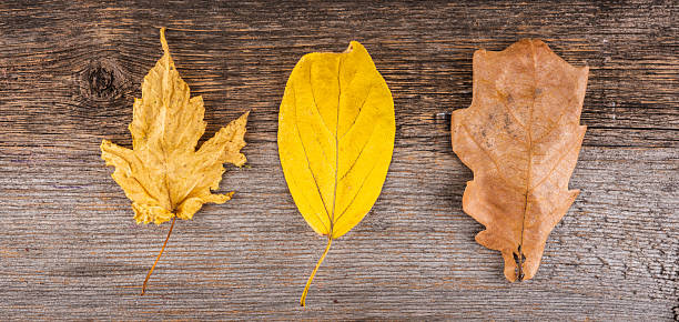 Autumn leaves on weathered wood texture background. Autumn background. Shot from above.