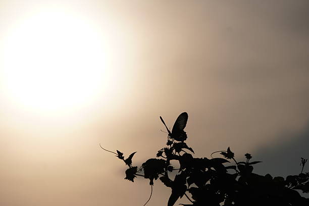 silhouette of a butterfly on a plant