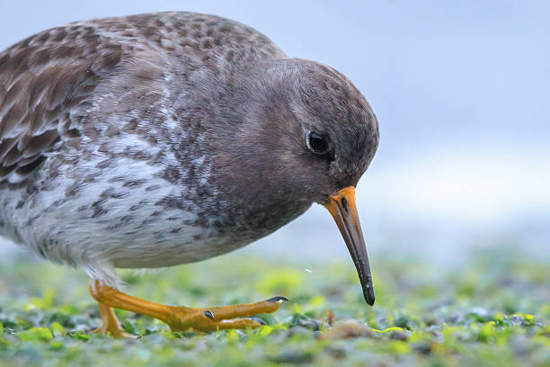 istock Purple sandpiper, calidris maritima, shorebird foraging between rocks 2235424384