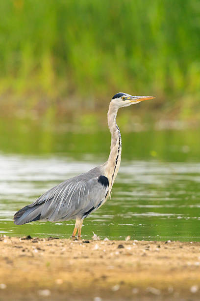 istock Grey heron, Ardea cinerea, hunting and fishing 2235424408