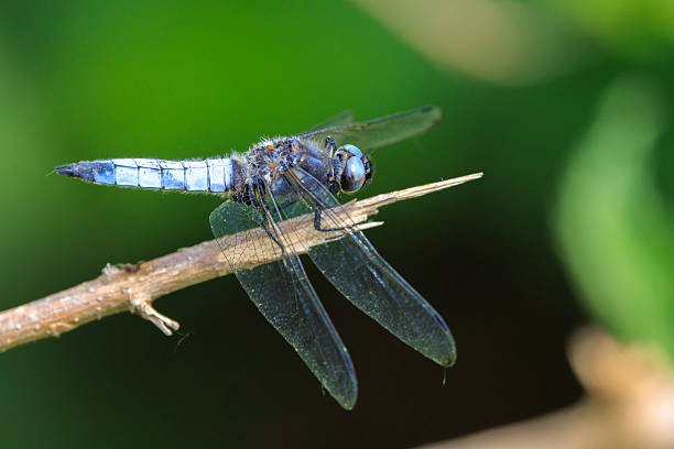 a Asian girl catching a damselfly.