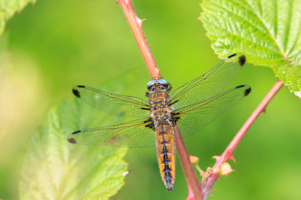 Closeup of a Scarce chaser, Libellula fulva, resting on vegetation