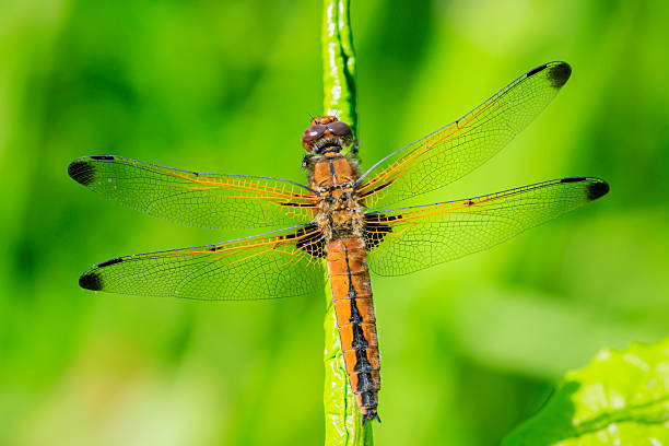 istock Scarce chaser, Libellula fulva, resting on vegetation 2235424438