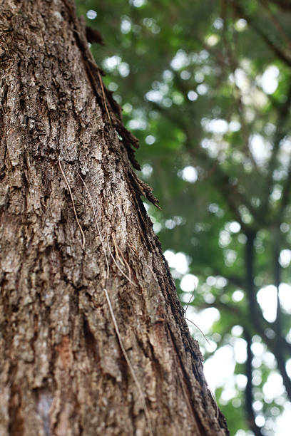 Set of Pine Tree Photography With Variant Angle of View : Tree Bark, wide angle view of Pine Tree, and photograph with copy space for design element - Stock images
