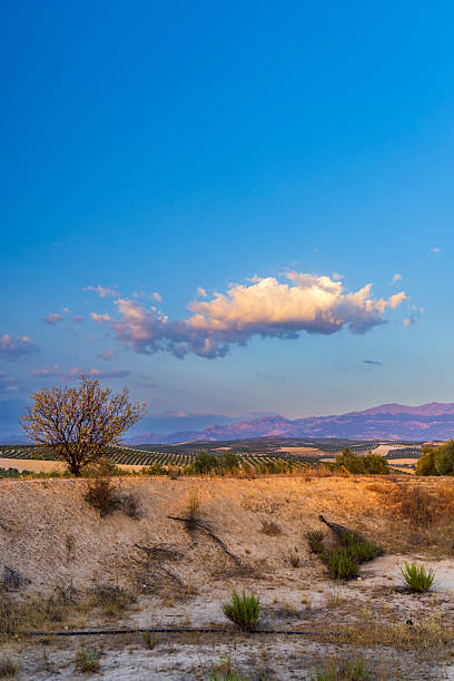 istock Olive grove landscape with mountains and clouds during sunset in Peal de Becerro, Spain 2235425162