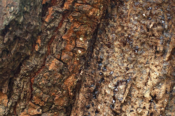 Set of Pine Tree Photography With Variant Angle of View : Tree Bark, wide angle view of Pine Tree, and photograph with copy space for design element - Stock images