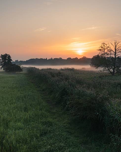 A serene sunrise over a misty field with lush greenery and distant trees, creating a tranquil landscape scene.