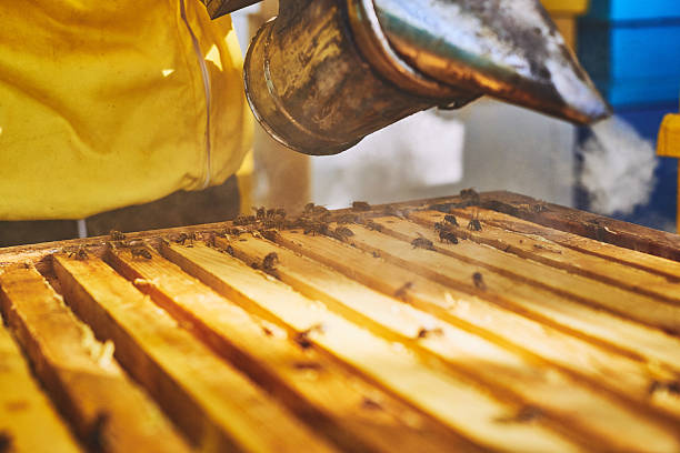 istock Beekeeper Using Smoker Calming Honey Bees on Wooden Beehive Frames 2235429811