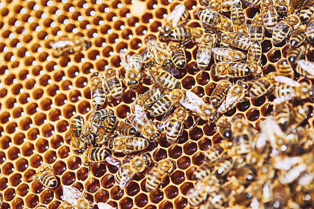 Honey bees gathering on honeycomb structure, forming dense cluster while working together to build and maintain hive, visible hexagonal wax cells filled with honey and pollen