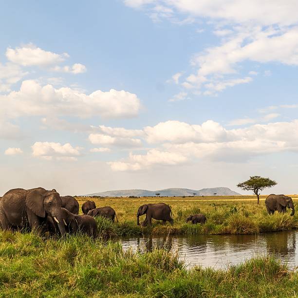 istock Elephants drinking and refreshing in a pond in the african savanna 2235431250