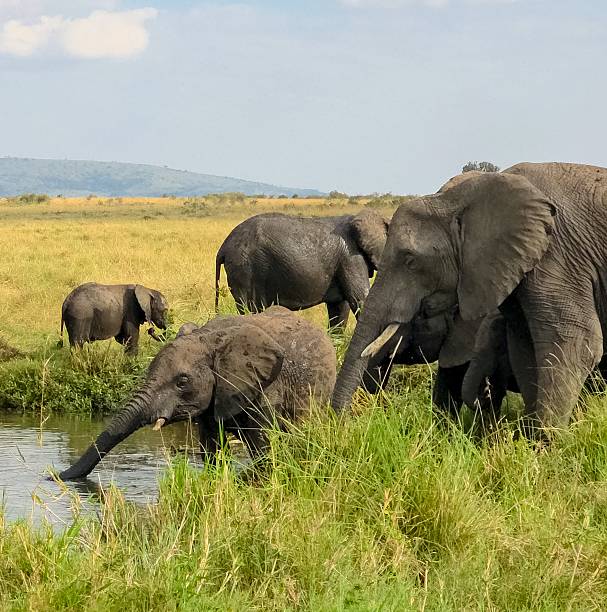 istock Elephants drinking water in the Masai Mara National Reserve 2235431365