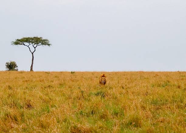 istock Lion walking in the african savanna with a lonely tree 2235431565