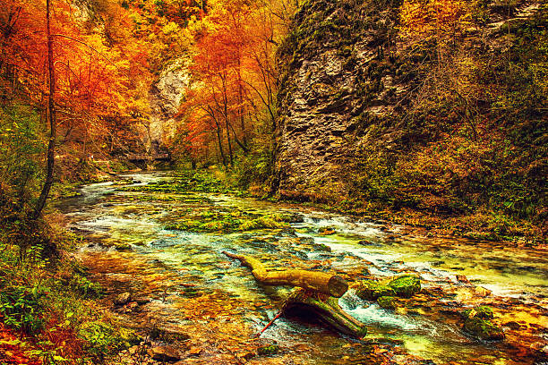 The famous Vintgar gorge Canyon, Bled, National Park Triglav, Slovenia, Europe in autumn, seasonal landscape