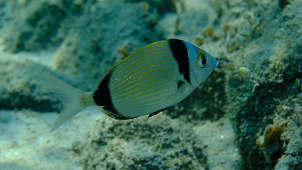 istock Two banded sea bream (Diplodus vulgaris) undersea, Aegean Sea 2235431687