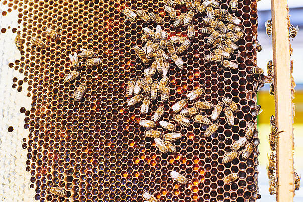 Honey bees gathering on honeycomb frame, filling hexagonal cells with honey and pollen, close up showing detailed structure of hive and active insect colony in apiary environment