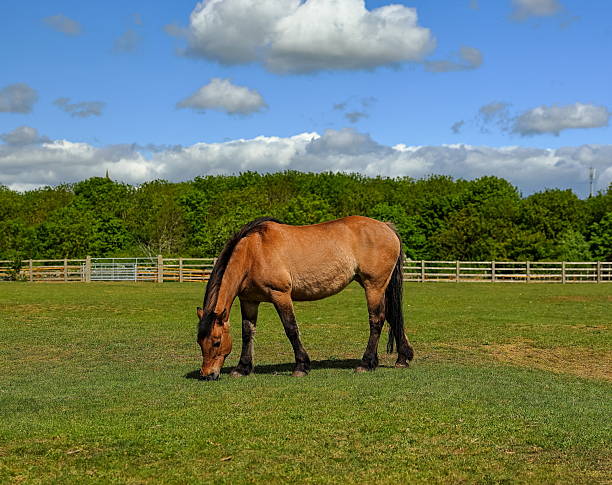 Beautiful brown horse grazing in a spring meadow