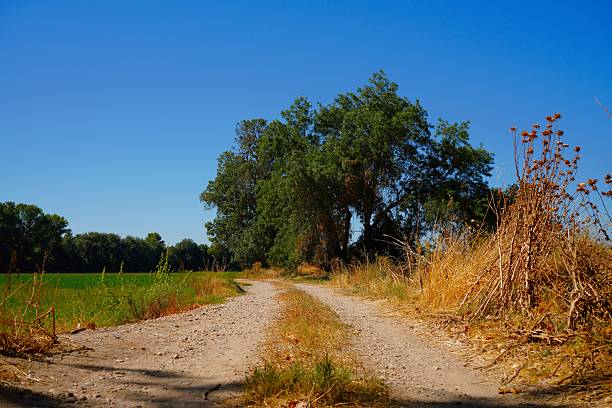 Dirt road, fields of crops and trees.