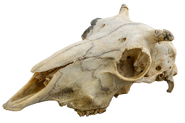 istock Vintage Animal Skull with Teeth on White 2235432093