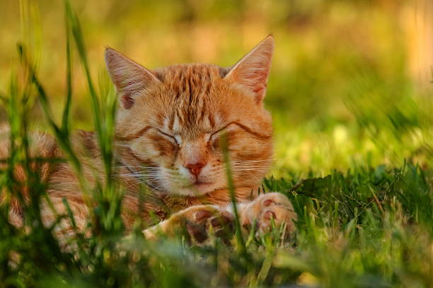 An unusually beautiful ginger cat is having fun on the summer grass