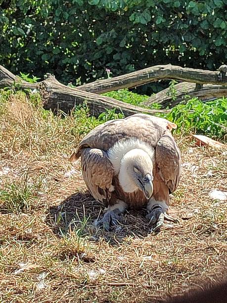 istock A Griffon Vulture is taking a nap 2235435359