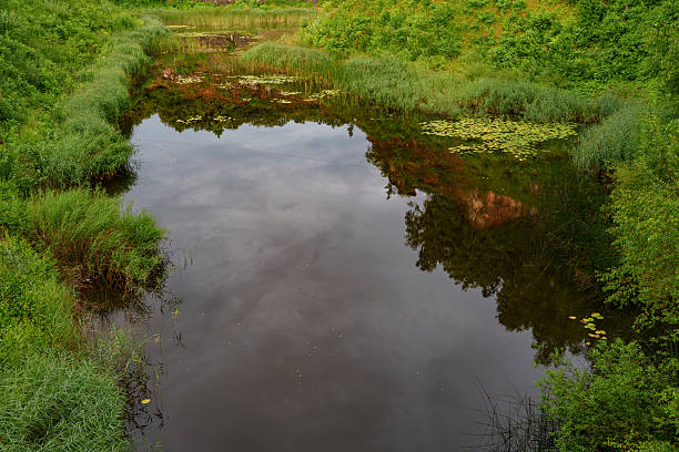 istock Reeds and Water Lilies on Pond 2235437160
