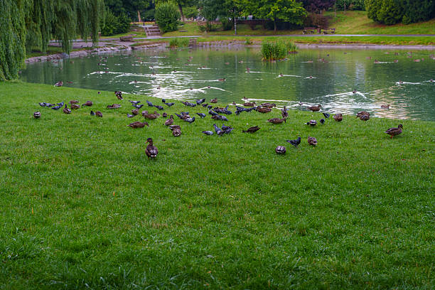 Wild ducks and pigeons gather on green grass near a tranquil pond in a public park.
