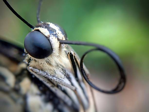 A closeup photograph of a vibrant common yellow swallowtail butterfly (Papilio machaon) spreading its wings on lush green grass during the monsoon season.