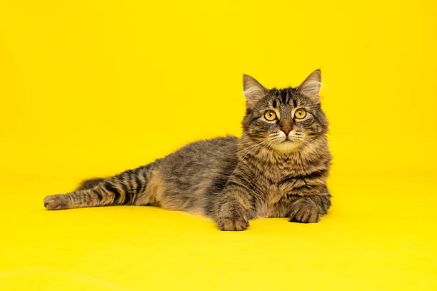 istock Relaxed Cat on Yellow Background 2235440572