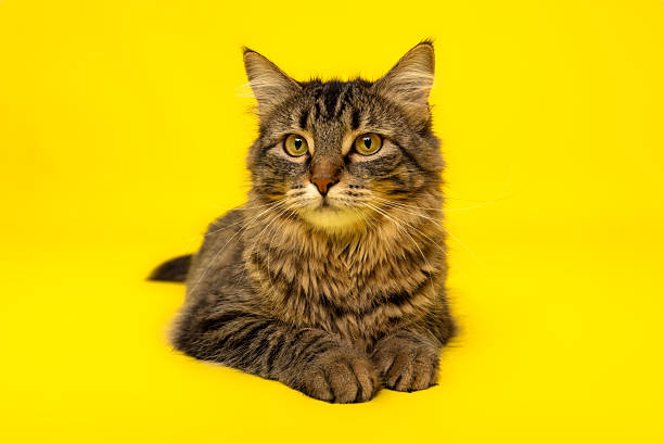 istock Calm Tabby Cat on Yellow Background 2235440592