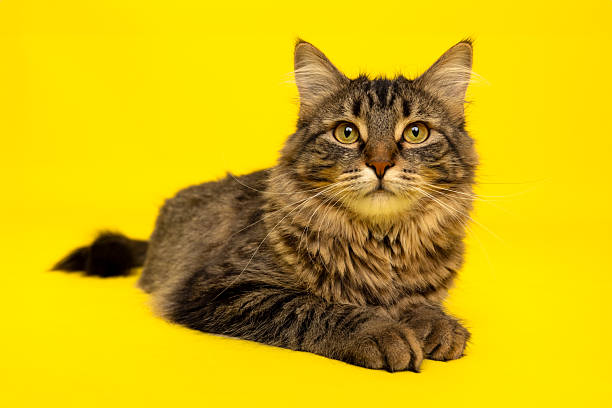 istock Relaxed Tabby Cat on Yellow Background 2235440619